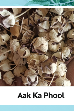 Aak ka fool | Aak flower plant
