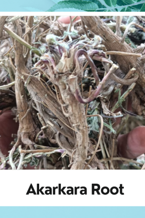 Akarkara Root|Anacyclus Pyrethrum|Pellitory Roots|अकरकरा जड़