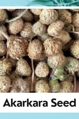 Akarkara Seed|Anacyclus Pyrethrum|Pellitory Roots|अकरकरा बीज
