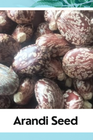 Arandi / Castor Seed / Ricinus Communis / Aamudamu / Erandela Seed