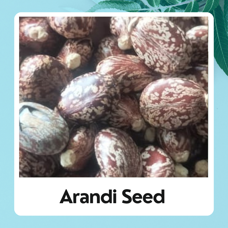 Arandi / Castor Seed / Ricinus Communis / Aamudamu / Erandela Seed