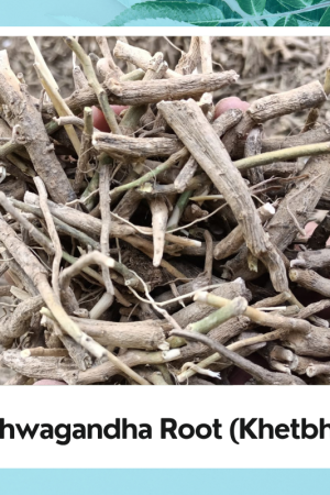 Ashwagandha Root | Withania somnifera | Asgandh | Ashwagandha Nagori | अश्वगंधा जड़