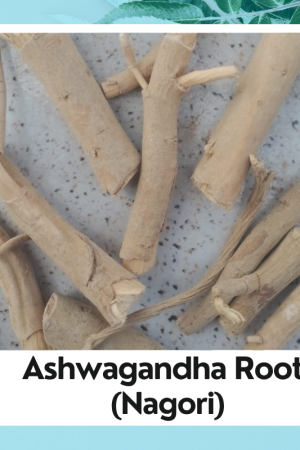 Ashwagandha Root | Withania somnifera | Asgandh | Ashwagandha Nagori | अश्वगंधा जड़