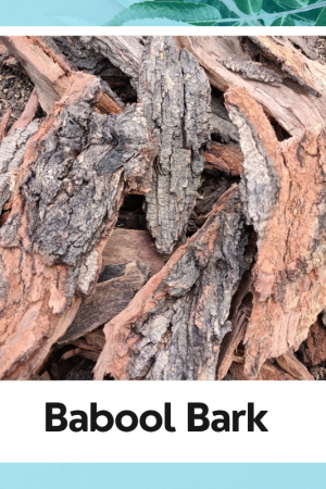 Babool Bark |Babool Chhaal | Organic Natural Herb Babool Ki Chaal | Babool Chaal | Vachellia Nilotica