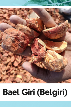 Bael Fruit | Bel Fruit |Belgiri | Bel Phal |Bael Phal | Aegle marmelos| Bel Shuka Phal | 100% Natural Herbs