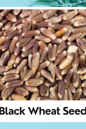 Black Wheat Seed | Kala Gehun | Triticum Aestivum | Black Wheat | 100% Natural Seed