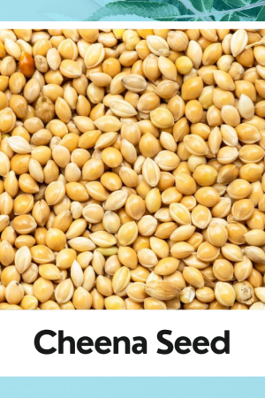 Cheena Seed|Cheena Beej|चीना बीज