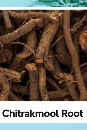 Chitrakmool Root |Chitrak Root |Chita Mool |Chita Root |Chita Jadd |Plumbago Indica Root |100%natural