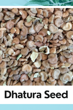 Brawn Dhatura Beej |Dhatura Seed |Brawn Datura Seed |Datura Stramonium |Natural Brawn Dhatora Seed |Seed For Dhatura