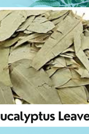Dried Eucalyptus Leaves – Aromatic, Versatile & Natural