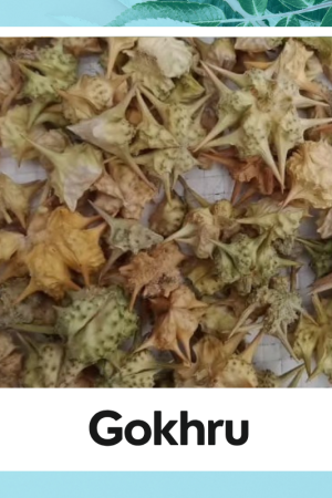 Gokhru | Tribulus terrestris ||  Gokshura | Gokhru | Gokshura Fruit | गोखरू