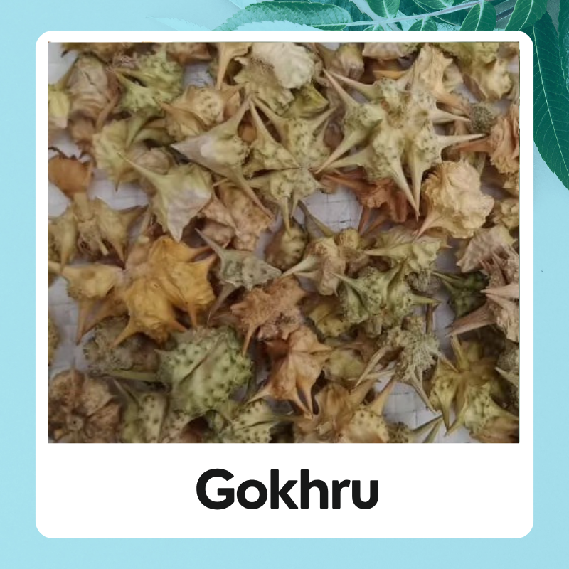 Gokhru | Tribulus terrestris || Gokshura | Gokhru | Gokshura Fruit | गोखरू