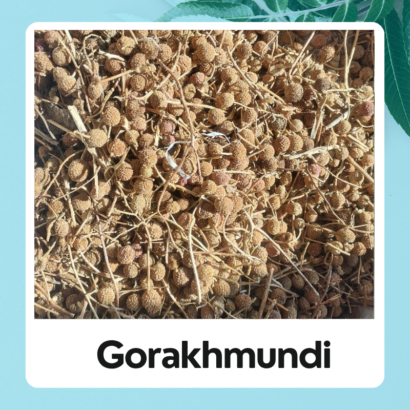 Gorakhmundi Seed | Gorakhmundi |Pure Organic | Gorakhmundi Brawn |100% Natural Products