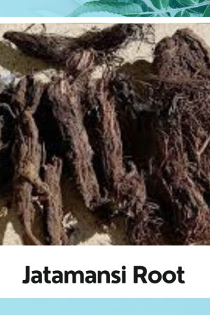 Jatamansi root | Nardostachys Jatamansi