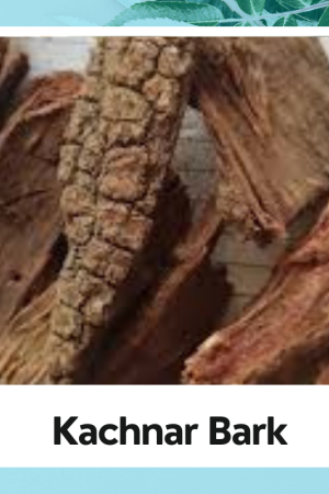 Kachnar Bark |Kachnar Chhal | Kachnar Ki Chaal | Kachnaar Chhal | Kancanara Chhal | Kachnar Chal | Bauhinia Variegata Bark | Orchid Tree Bark | Kanchnar Chhal | Kachnar Chal | कचनार छाल