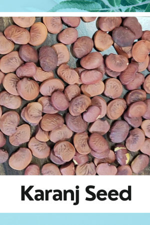 Karanj Seeds – Natural & Medicinal Grade