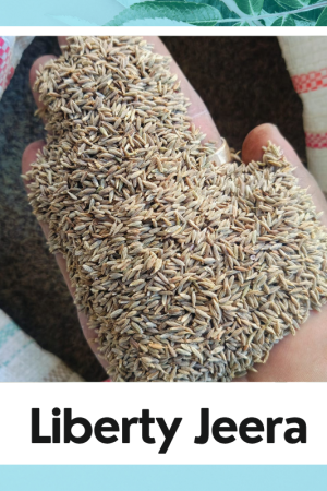 Jeera Seed | Cumin Seed | Cuminum cyminum | Jeera | Organic Cumin Seed