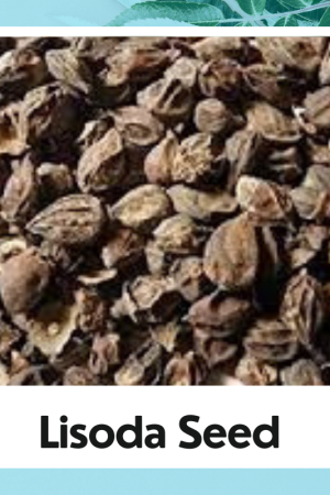 Lisoda Seed |Cordia Dichotoma Seed | Lasoda Beej | Lisodha Dry | Lasoda | Lasora | Lasoori | Lisoda | Lesua