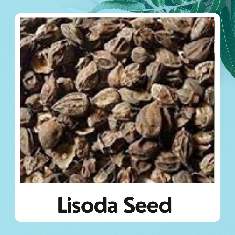 Lisoda Seed |Cordia Dichotoma Seed | Lasoda Beej | Lisodha Dry | Lasoda | Lasora | Lasoori | Lisoda | Lesua