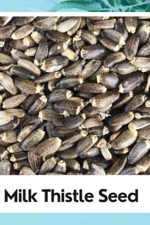 Milk Thistle Seed | Silybum Marianum | Doodh Patra | Seeds Milk Thistle Silybum Marianum | Silybum Marianum Seed