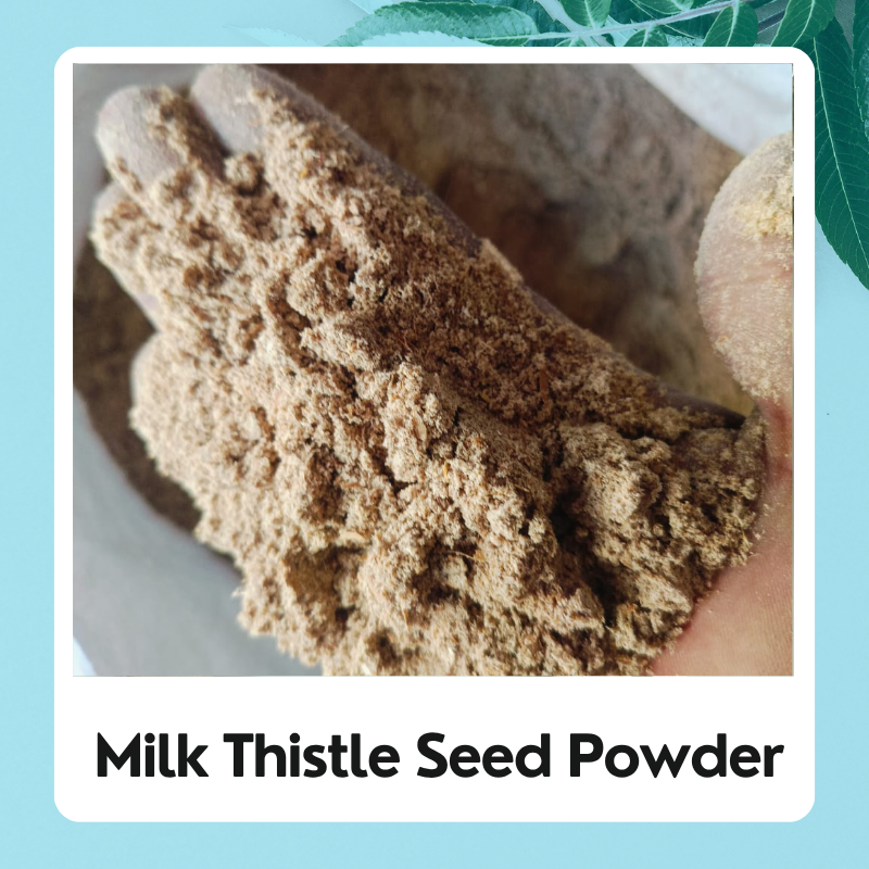 Milk Thistle Powder | Silybum Marianum | Doodh Patra | Powder Milk Thistle Silybum Marianum | Silybum Marianum Powder