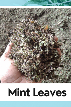 Dry Mint Leaves Powder (Pudina Patti Powder) |Fresh Mint Leaves Powder | Dry Mentha Pudina Powder |Pure and natural Mint powder