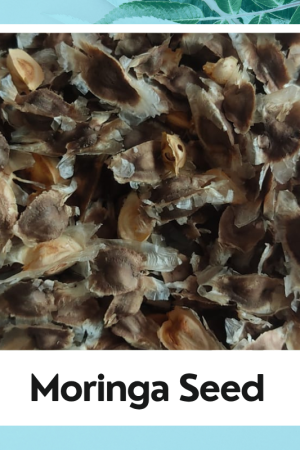 Moringa Seeds for Home Gardening - Drumstick Vegetable