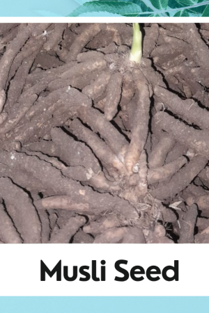 Musli Seed|Musli Beej|White Musli Seed|Safed Musli Beej| सफ़ेद मुसली बीज