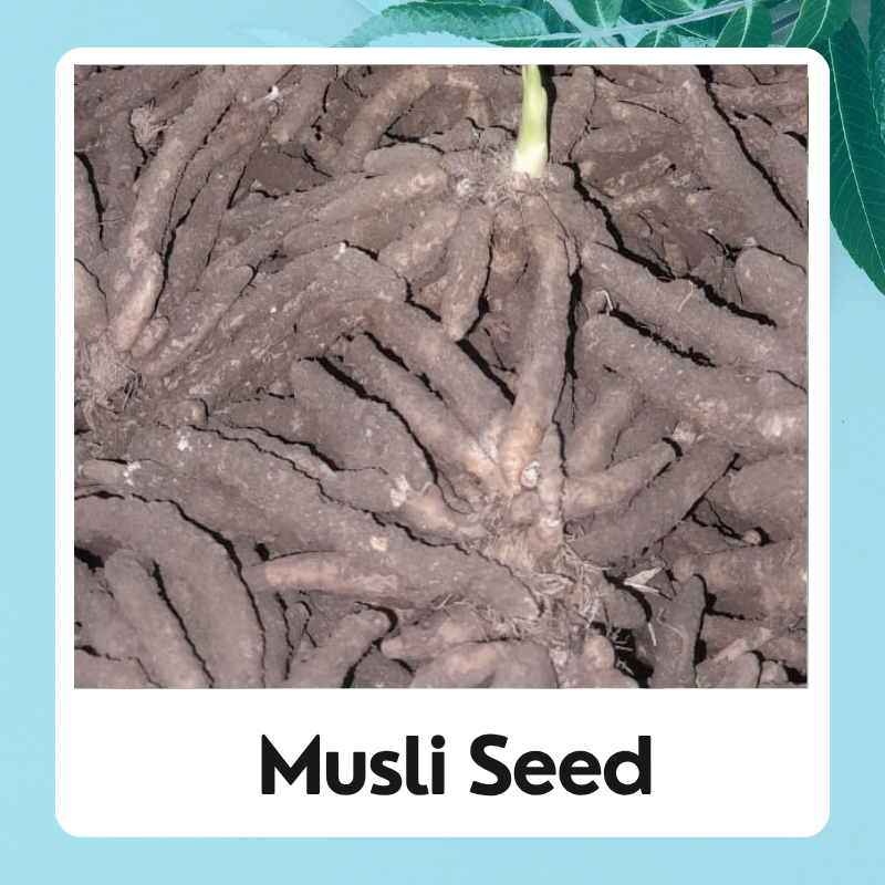 Musli Seed|Musli Beej|White Musli Seed|Safed Musli Beej| सफ़ेद मुसली बीज