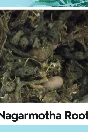 Nagarmotha Root | Nagarmotha Round | Cyperus Rotundus |Nagarmotha |नागरमोथा | Sedge Root | Nagarmotha Root