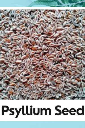 Isabgol Seed |Pure Organic |100% Natural Products | Psyllium Seed