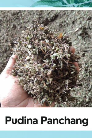 Dry Mint Panchang (Pudina Patti) |Fresh Mint Leaves | Dry Mentha Pudina |Pure and natural Mint