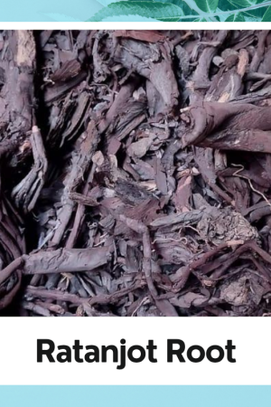 Ratanjot Root/Alkanna tinctoria/रतनजोत रूट/अल्कना टिंक्टोरिया