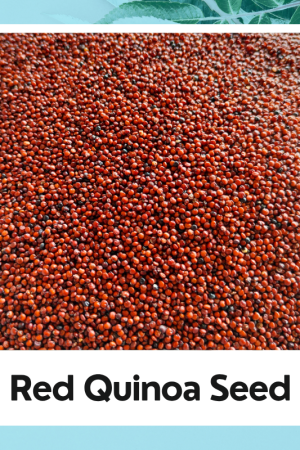 Voila Quinoa Seeds - Red 500gm | Product of Peru | Diabetic Friendly | High Protein & Fiber | Ideal for Diet & Breakfast