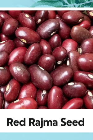 Red Rajma Seeds – Premium Quality Kidney Beans for Cultivation & Consumption