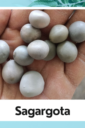 Sagargota |Bonducella | Sagargota | Caesalpinia | Caesalpinia Bonduc |100% Natural Herbs