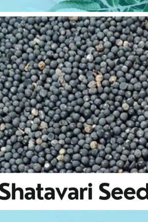 Shatavari Seed | Kali Sitawar Seed | Shatavari Dried Seed | Satavar | Shatamuli | Shatavari Seed | Sitawar Beej | Asparagus racemosus