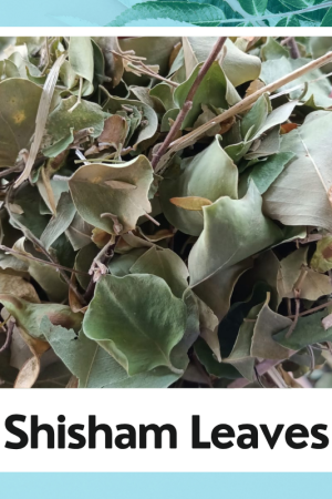 Shisham Leaves – Dalbergia Sissoo (Indian Rosewood) |