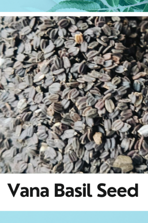 Vana Tulsi Bee | Basil Seed | Dry Tulsi Beej | Ocimum tenuiflorum | Organic Basil Seed | Natural Tulsi Beej