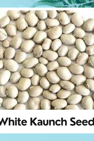 white Kaunch Seed |Beej Kaunch | Mucuna Pruriens | white Kaunch Seeds | Cowhage | Velvet Bean