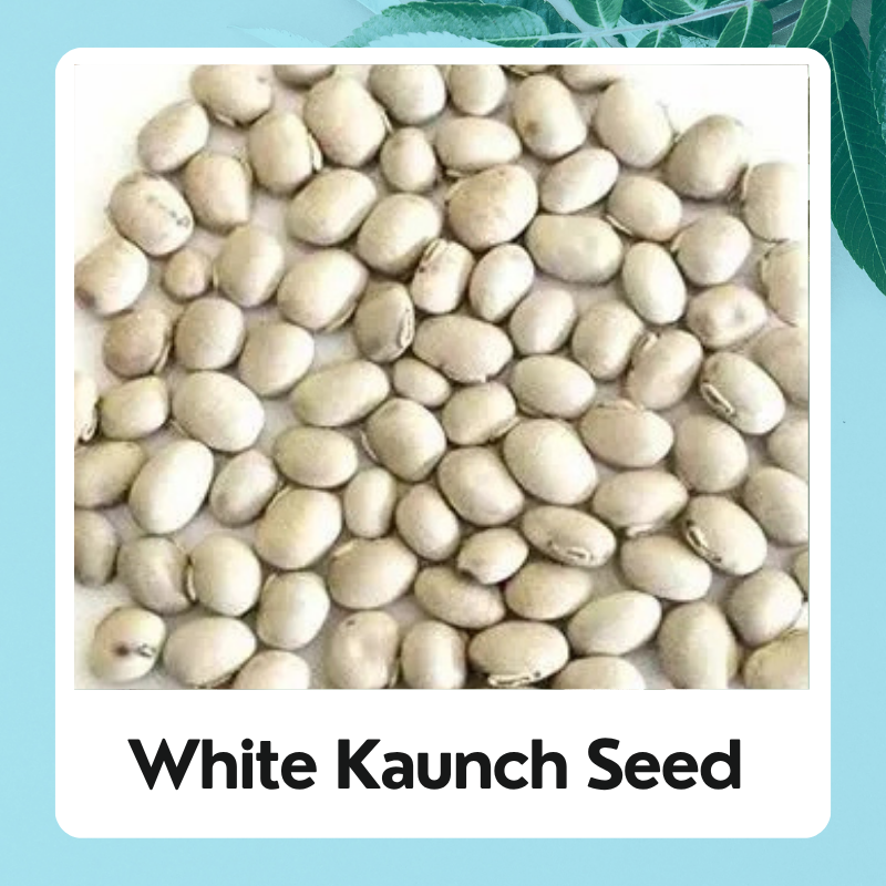 white Kaunch Seed |Beej Kaunch | Mucuna Pruriens | white Kaunch Seeds | Cowhage | Velvet Bean