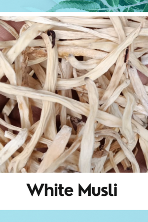 Musli Seed|Musli Beej|White Musli Seed|Safed Musli Beej| सफ़ेद मुसली बीज