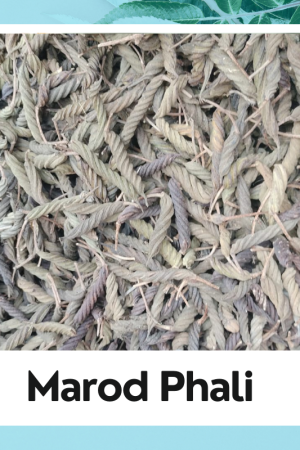 Fresh Organic Marod Fali (Spiral Beans) – Rich in Nutrition, Farm Fresh